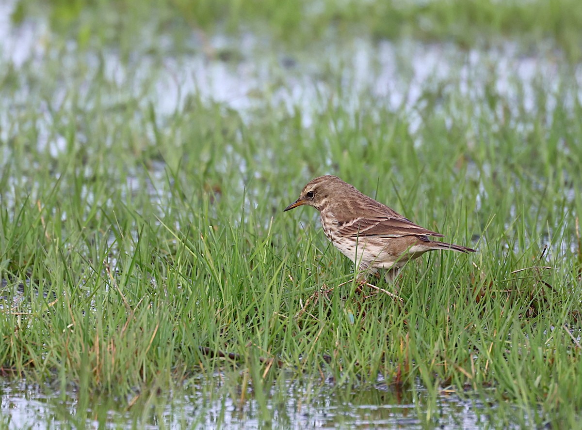 Water Pipit - ML646909862