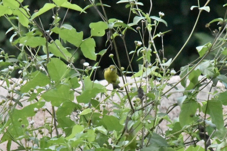 Lesser Goldfinch - ML646909863