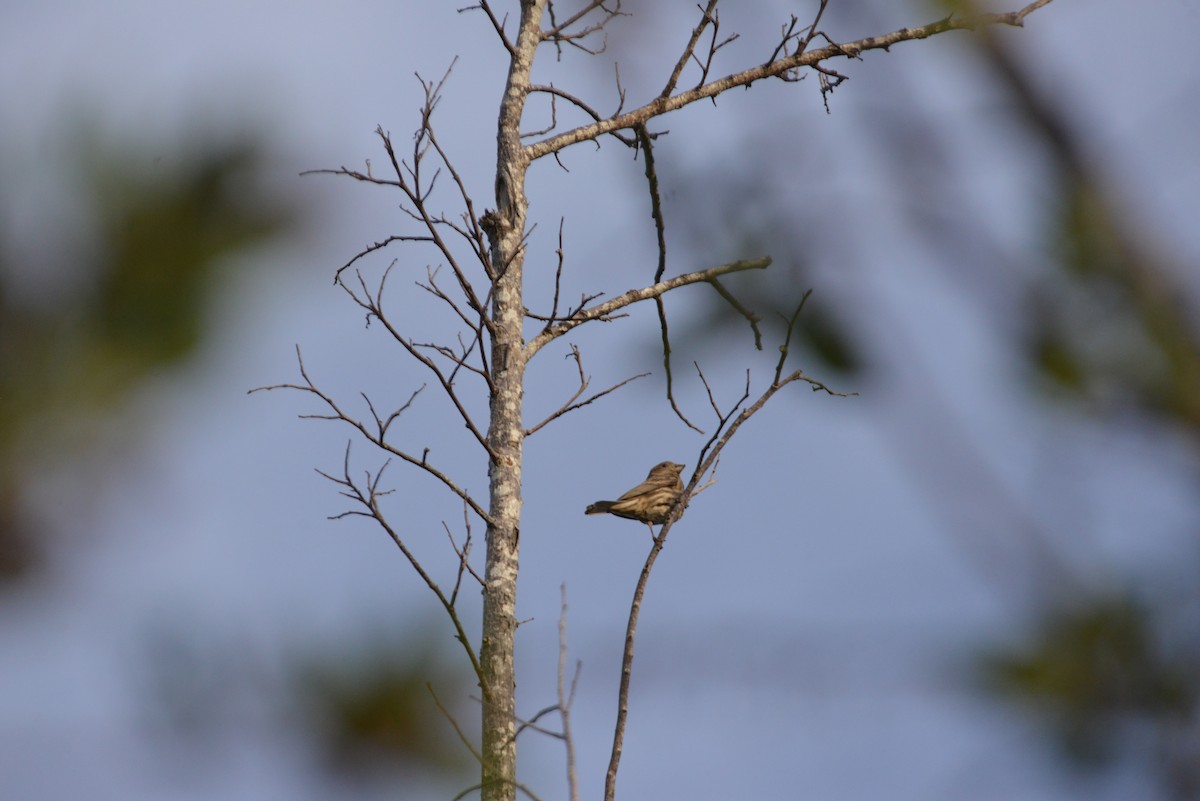 House Finch - ML646909864
