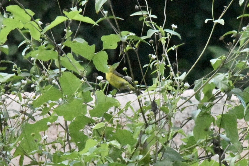 Lesser Goldfinch - ML646909865