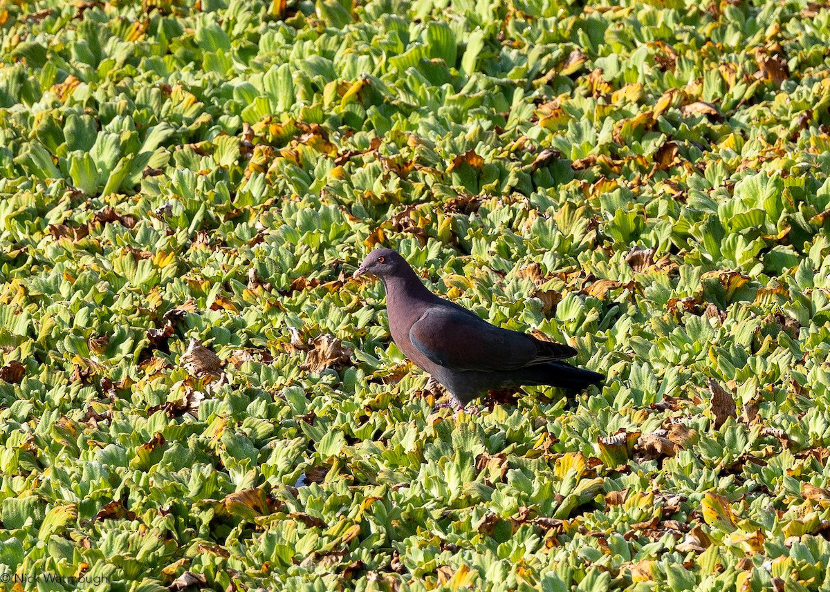 Red-billed Pigeon - ML646909867