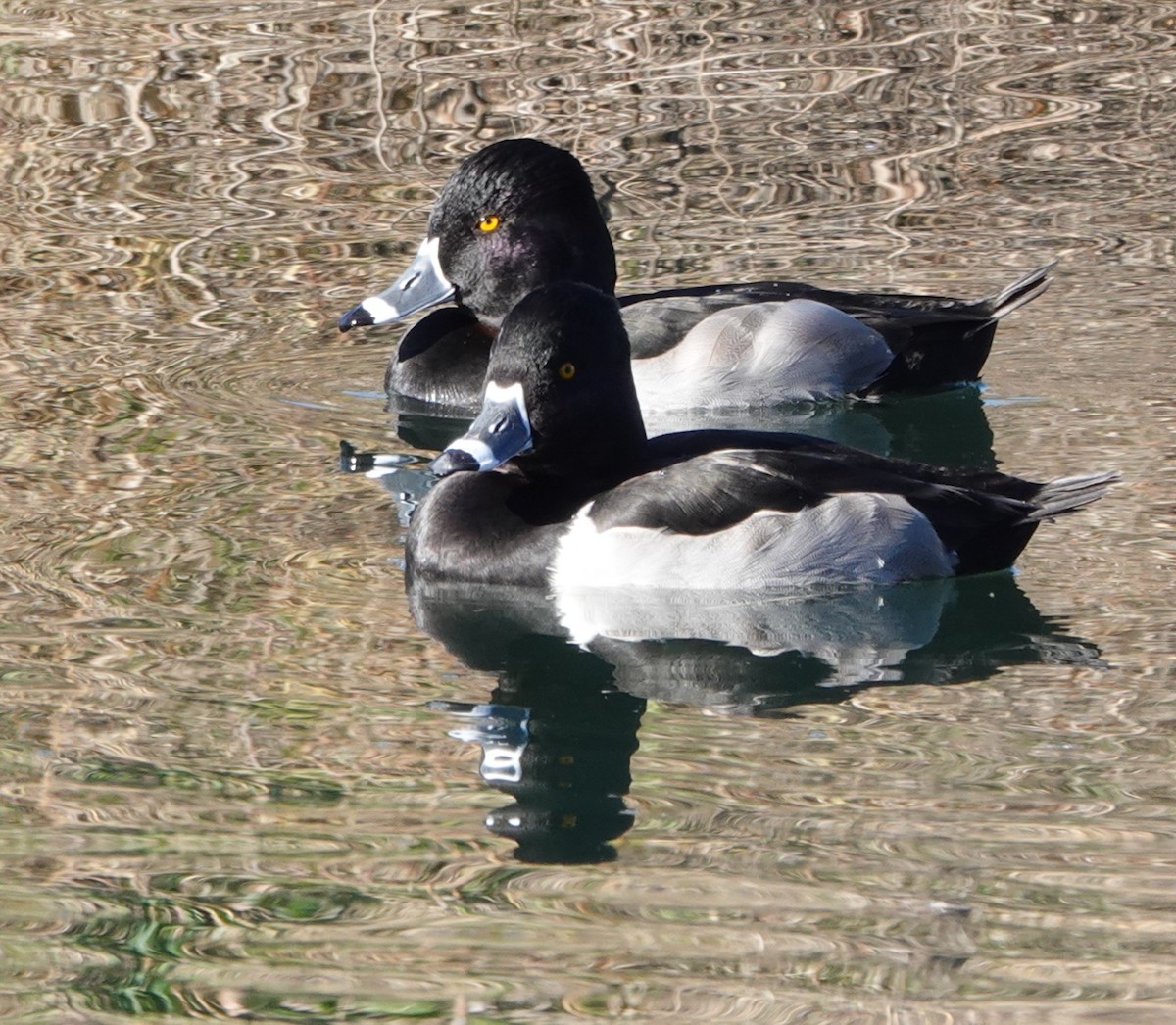 Ring-necked Duck - ML646909868