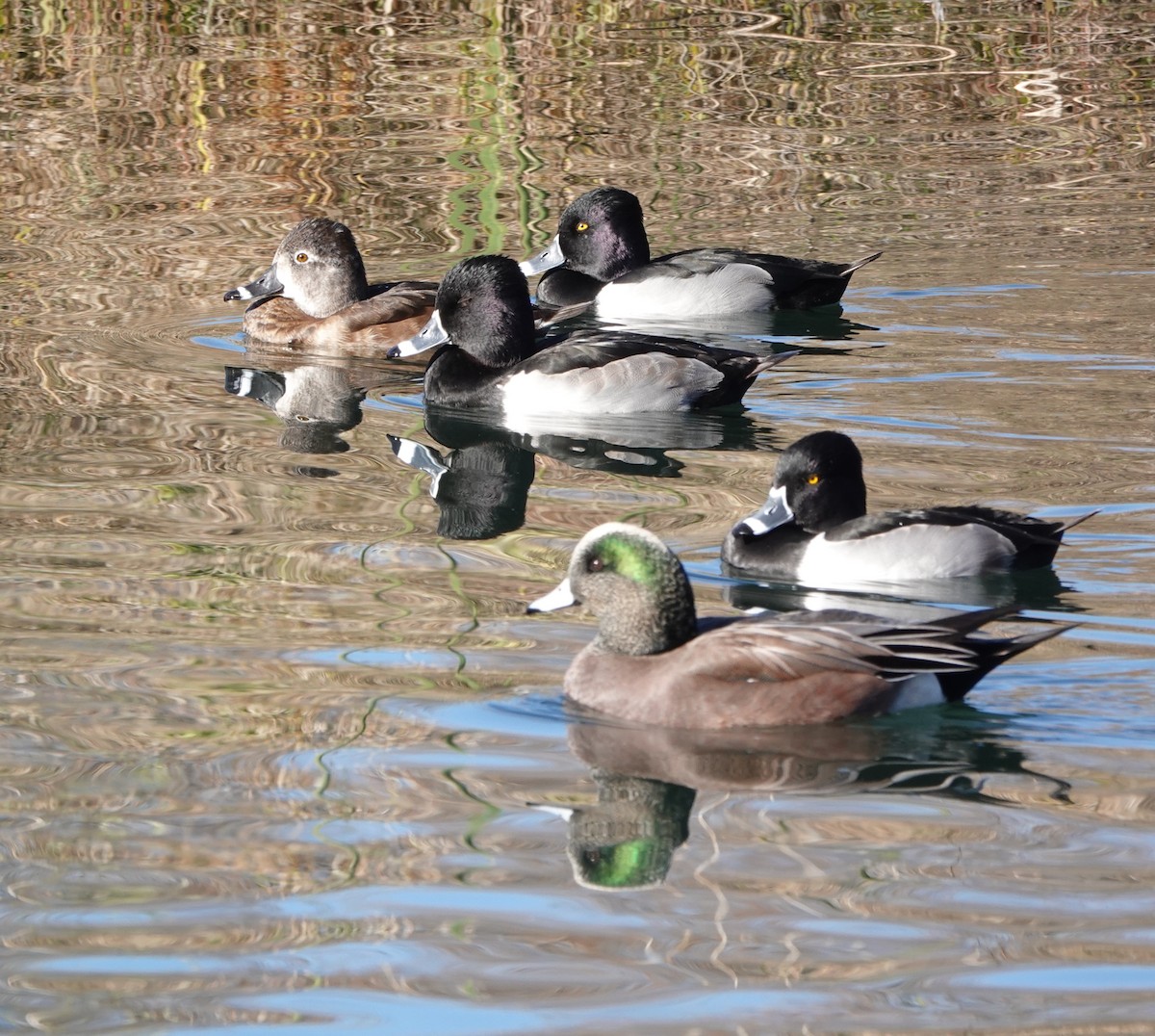 Ring-necked Duck - ML646909869