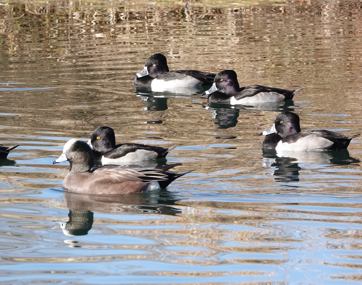 Ring-necked Duck - ML646909870