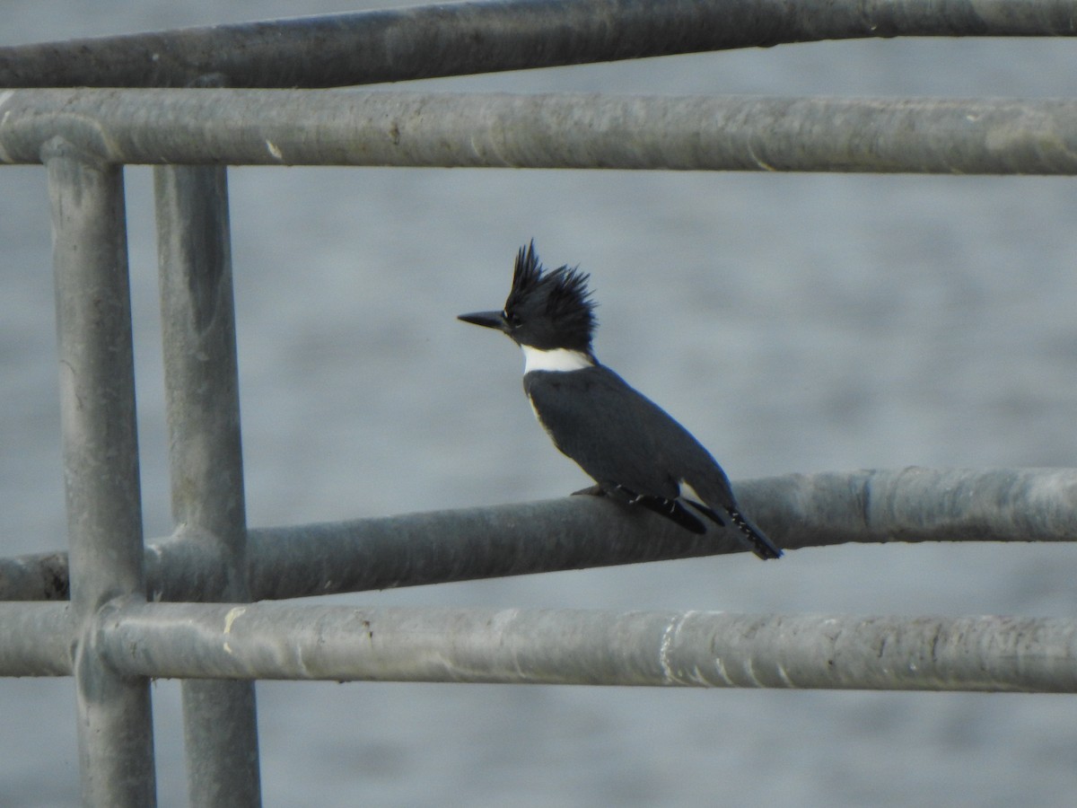 Belted Kingfisher - ML646909872