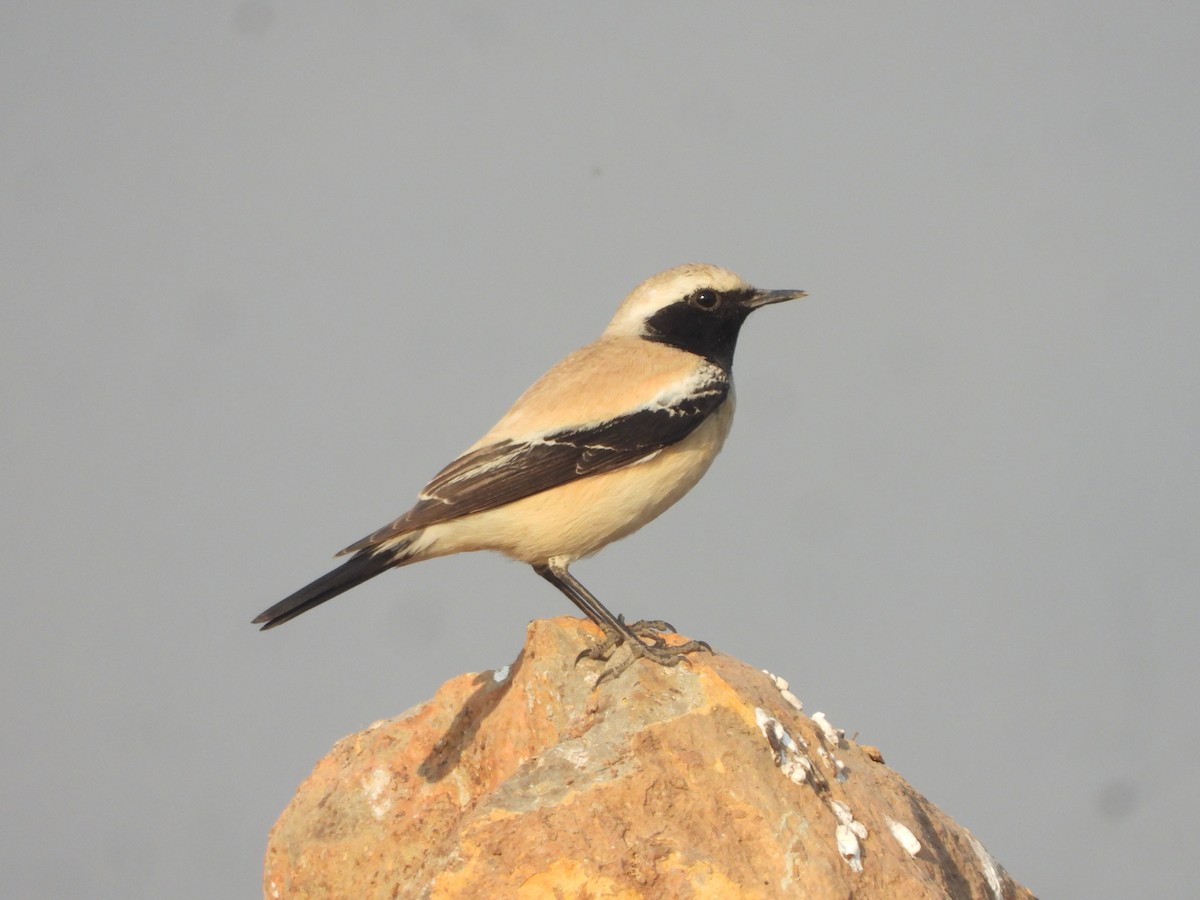 Desert Wheatear - ML646909873