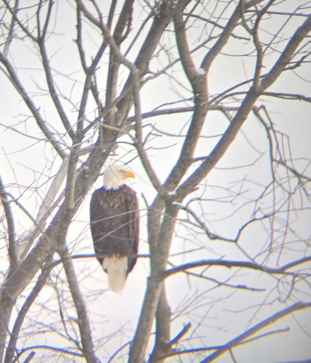 Bald Eagle - ML646909874