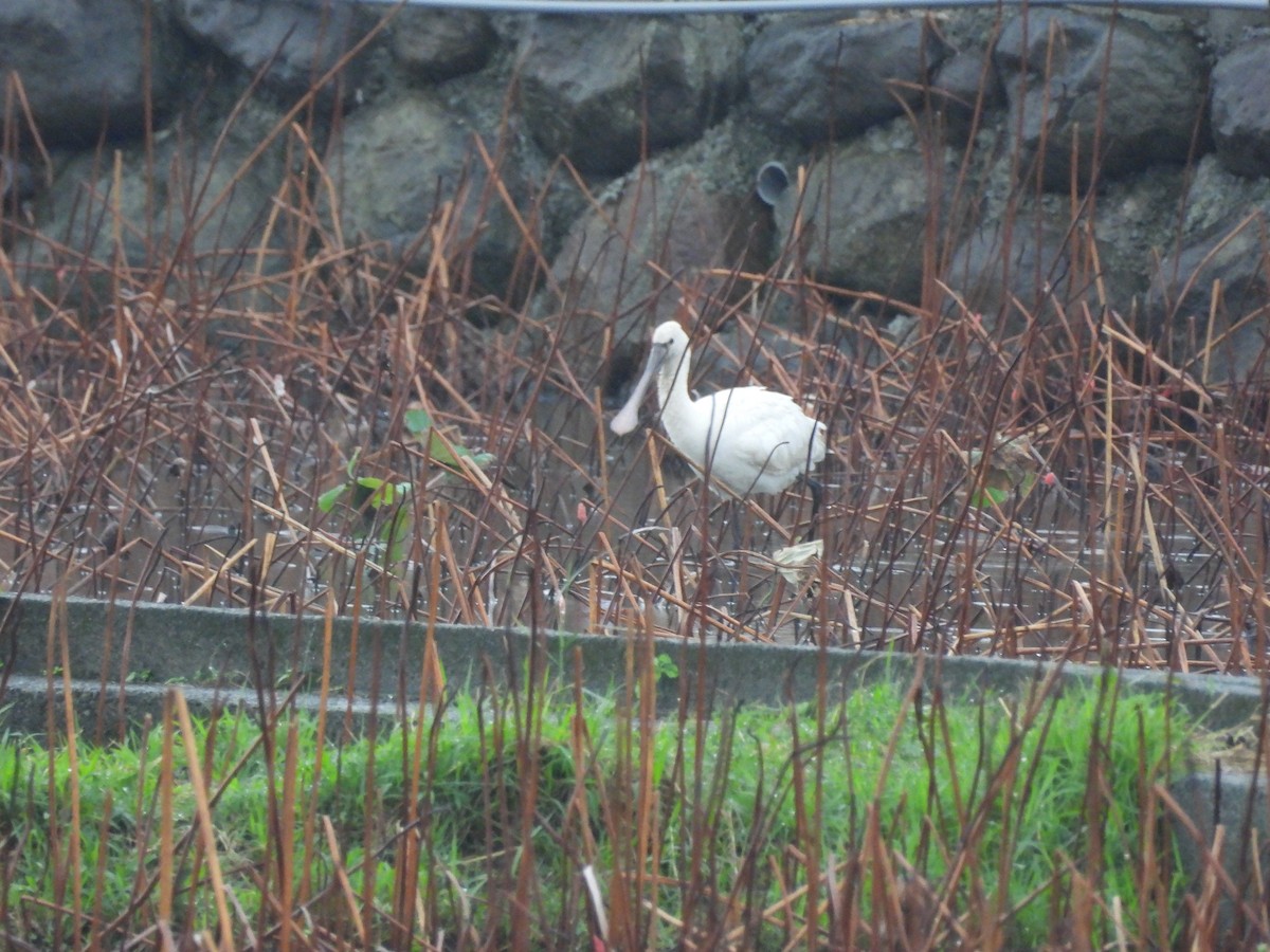 Eurasian Spoonbill - ML646909876