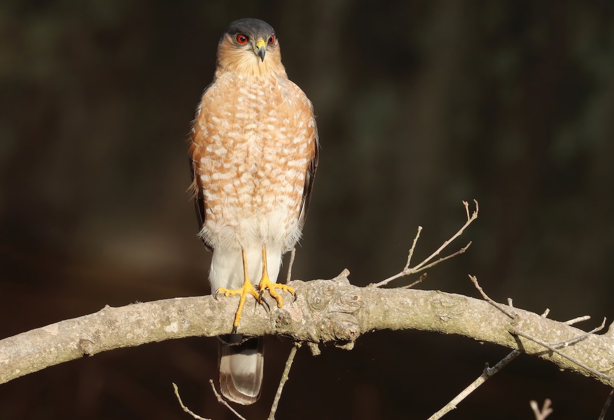 Sharp-shinned Hawk - ML646909877
