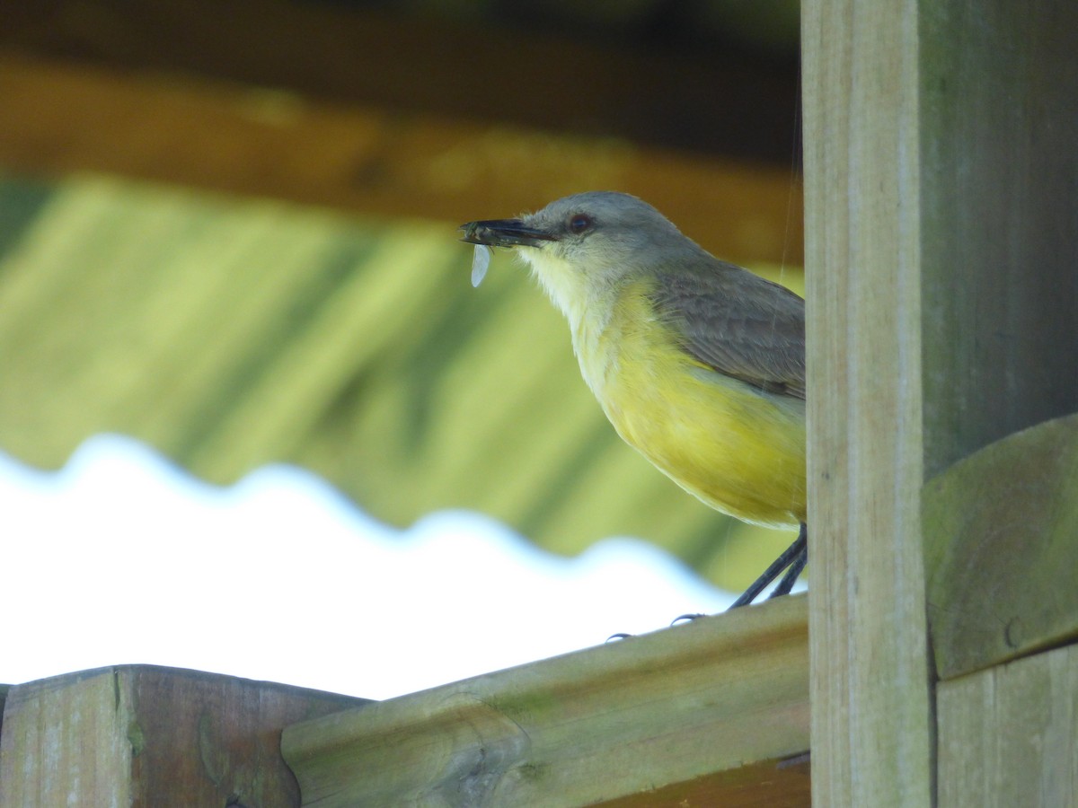 Cattle Tyrant - ML646909878