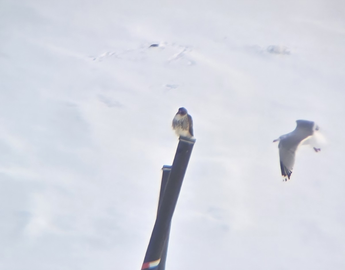 Red-tailed Hawk - ML646909886