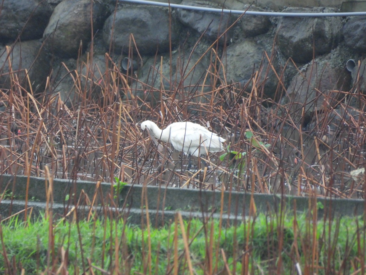 Spatola - ML646909887