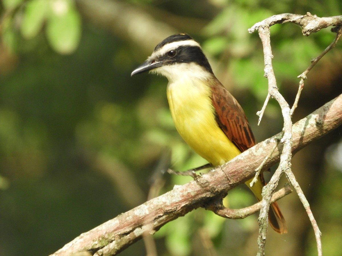 Great Kiskadee - ML646909888