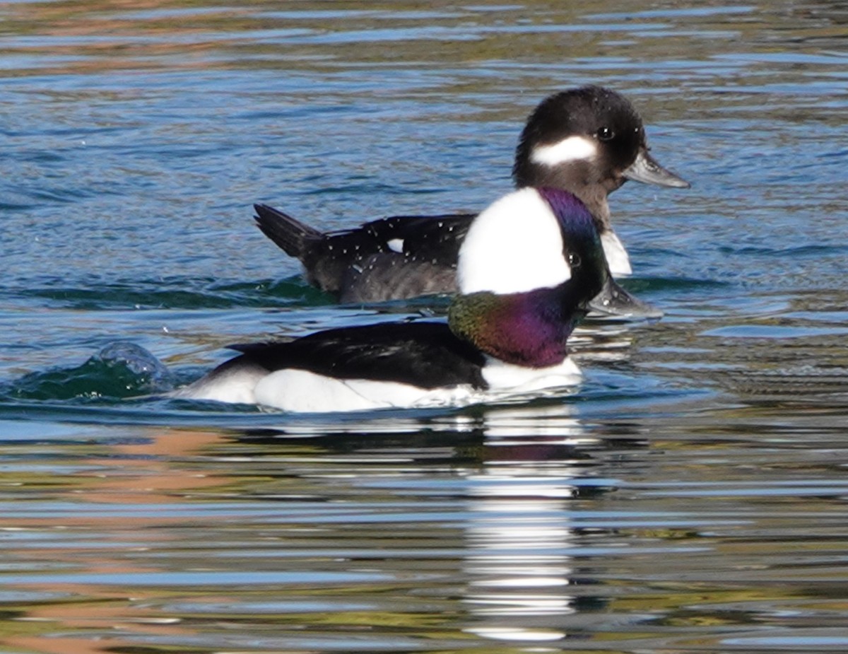 Bufflehead - ML646909889