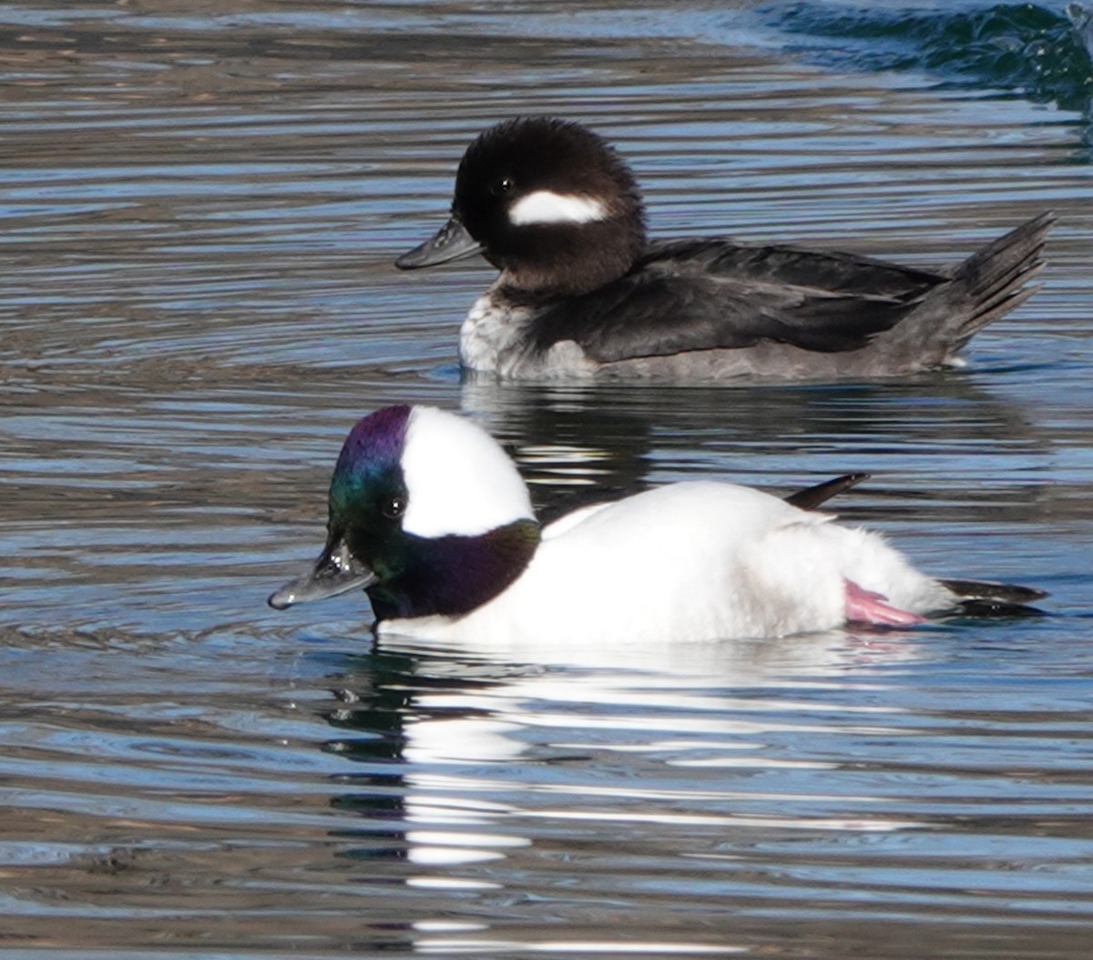Bufflehead - ML646909890