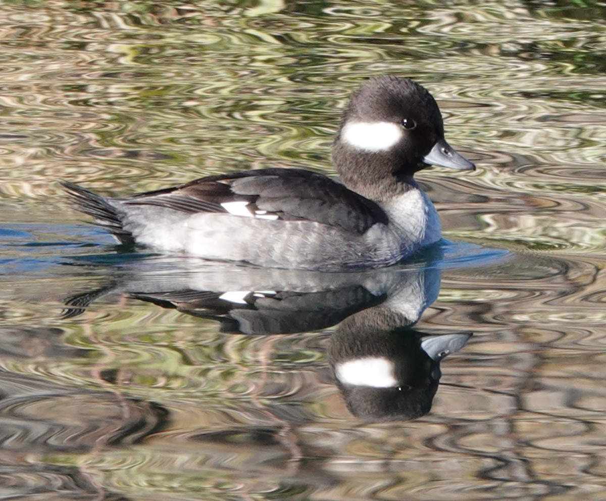Bufflehead - ML646909891