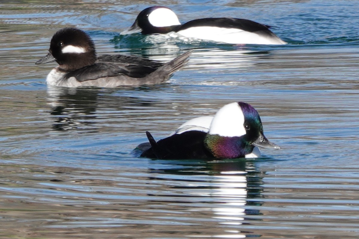 hohol bělavý - ML646909893