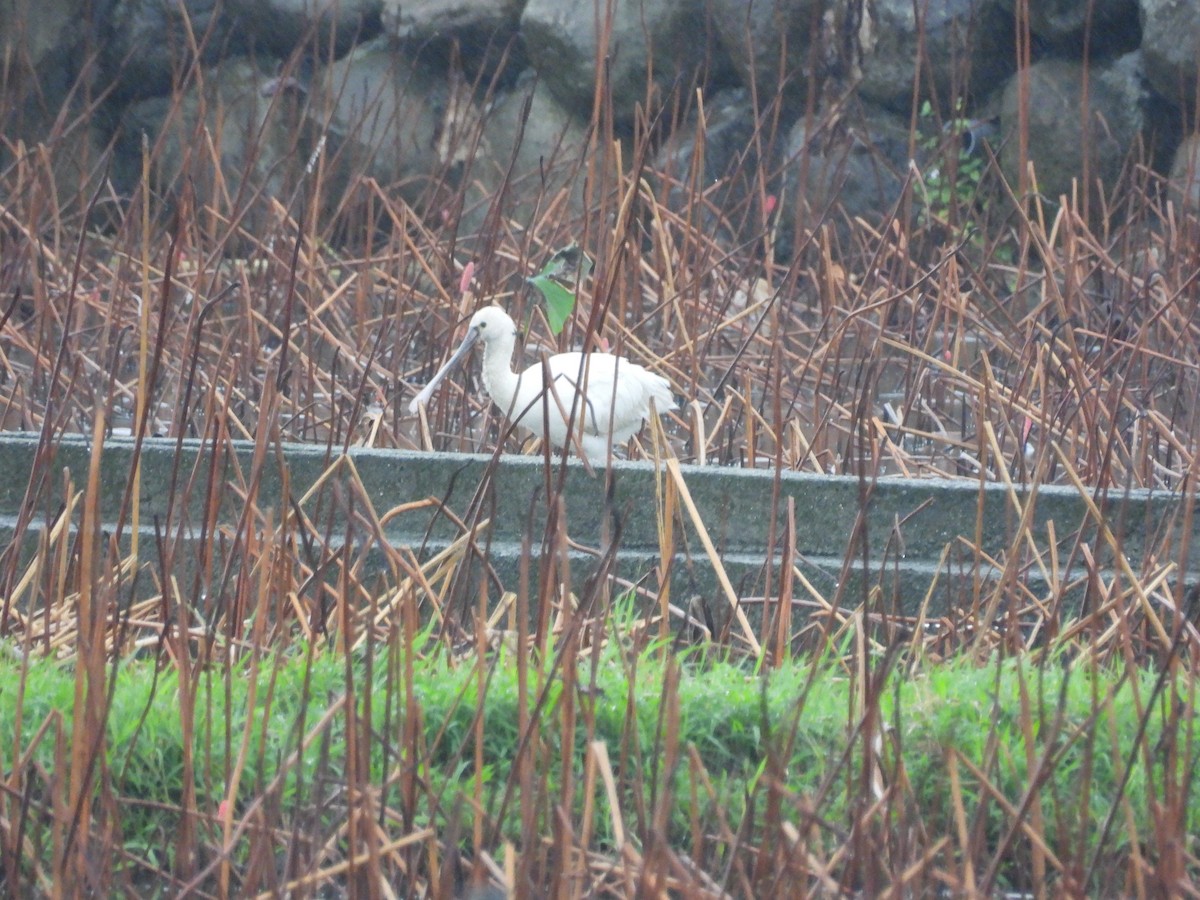 Spatola - ML646909894