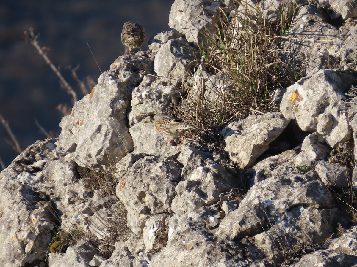 Alpine Accentor - ML646909895