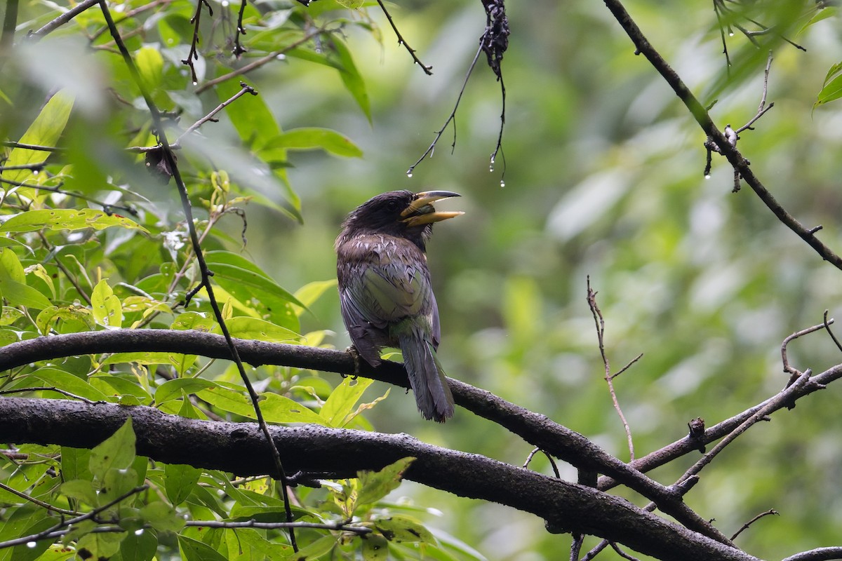 barbet velký - ML646909896