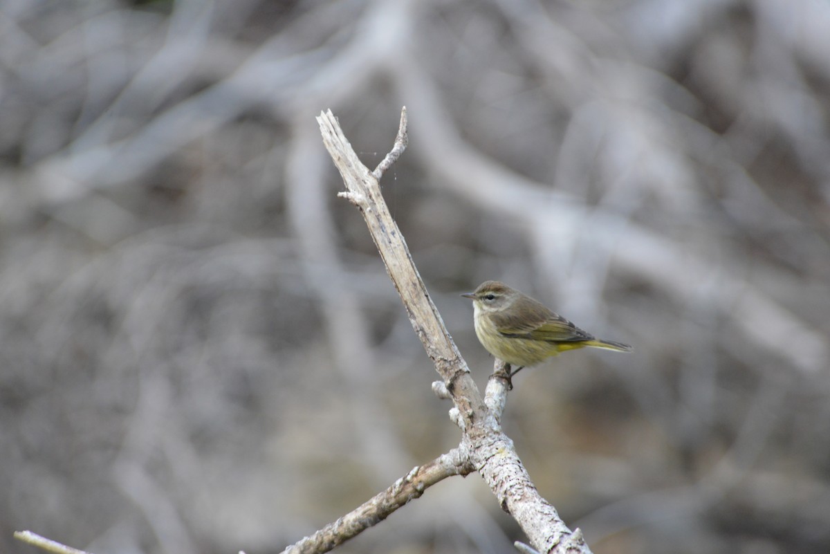 Palmenwaldsänger - ML646909900