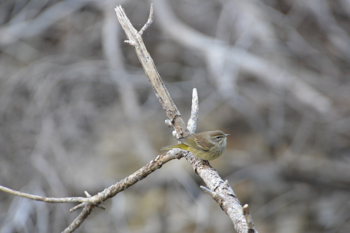 Palmenwaldsänger - ML646909901