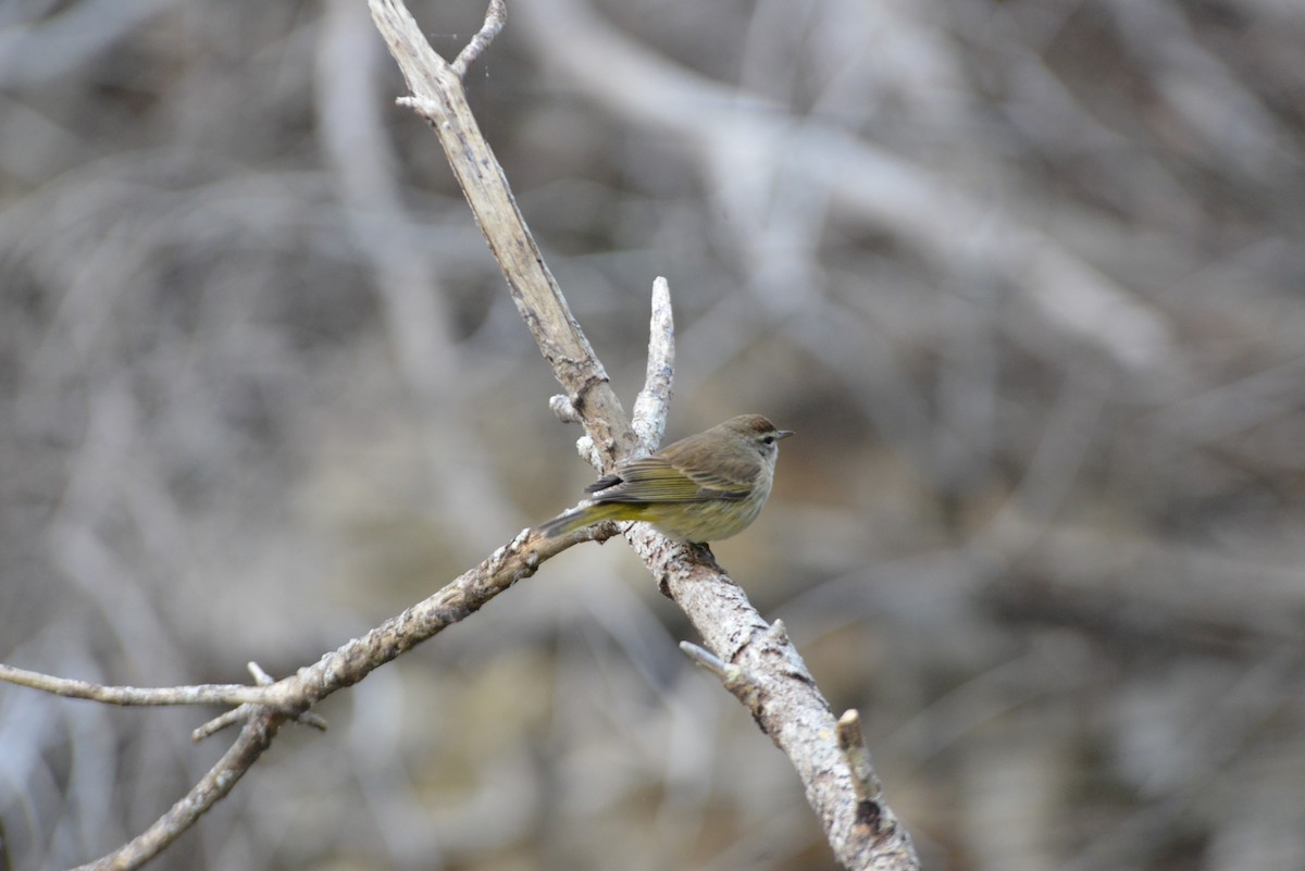 Palmenwaldsänger - ML646909902