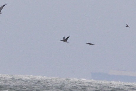 シロカツオドリ - ML646909904