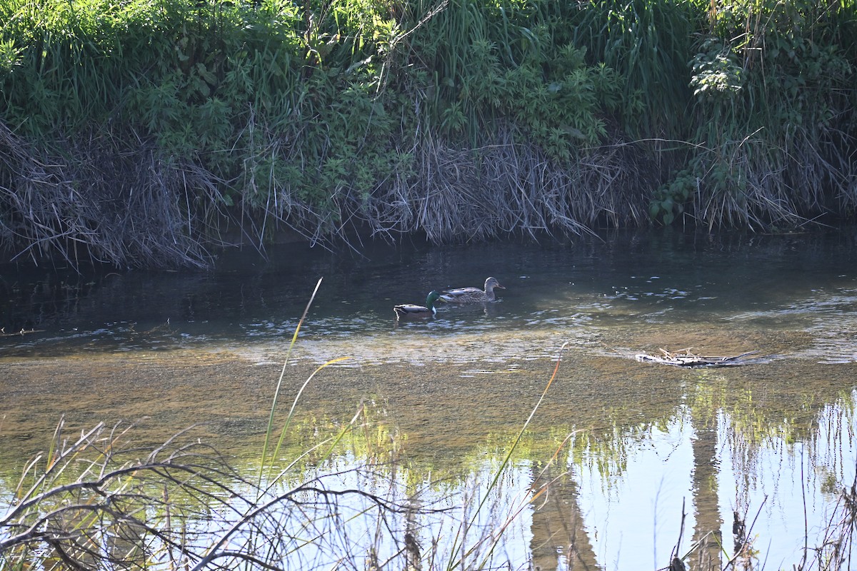 Canard colvert - ML646909906