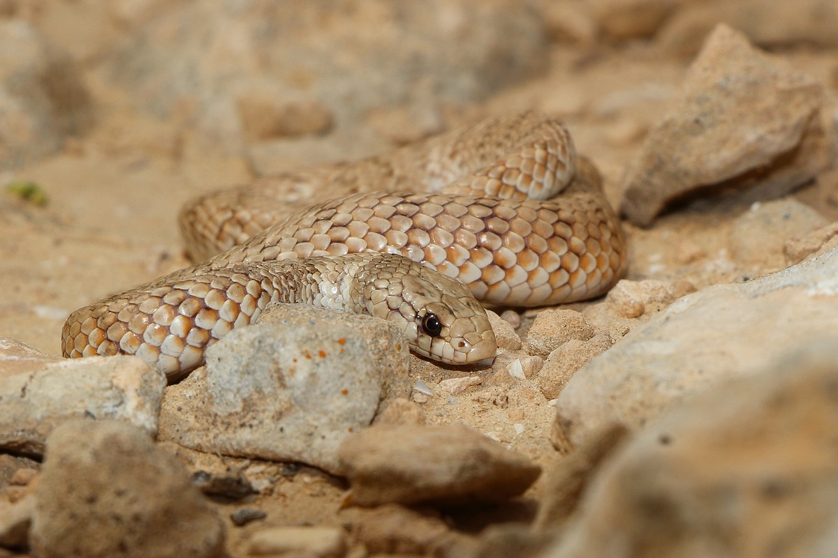 ML646909910 - Crowned Dwarf Racer - Macaulay Library