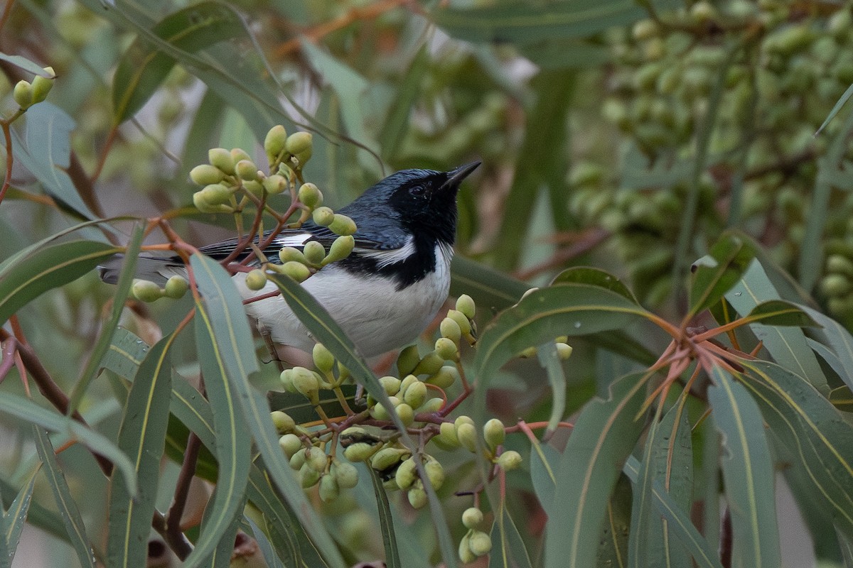 Black-throated Blue Warbler - ML646909911