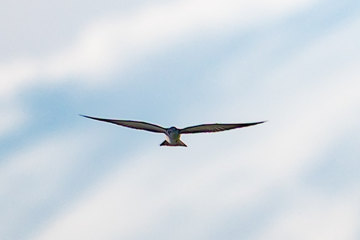 מירומית שחורה - ML646909913