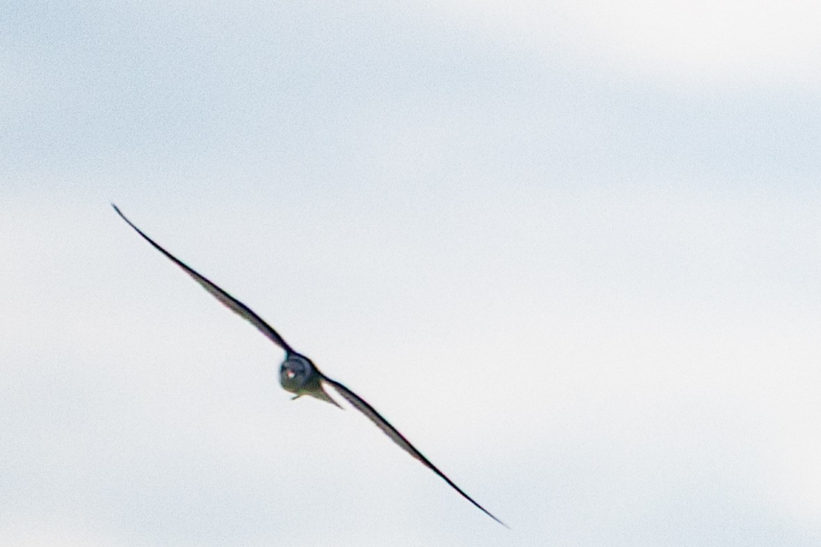 מירומית שחורה - ML646909914