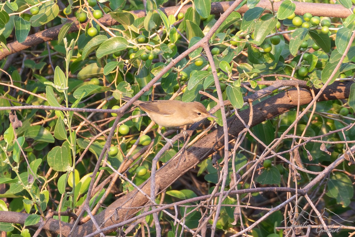 Common Reed Warbler (Caspian) - ML646909915