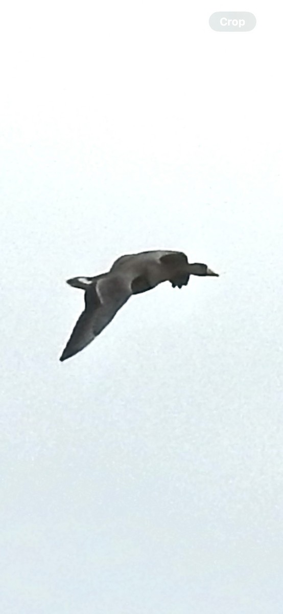 Greater White-fronted Goose - ML646909916