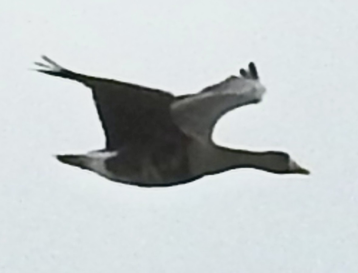Greater White-fronted Goose - ML646909917