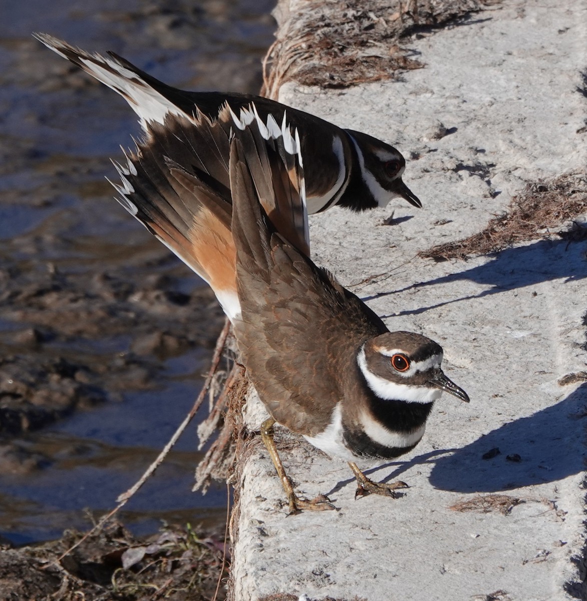 kulík rezavoocasý - ML646909918