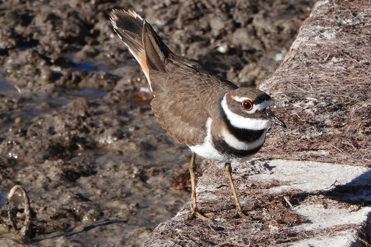 kulík rezavoocasý - ML646909919