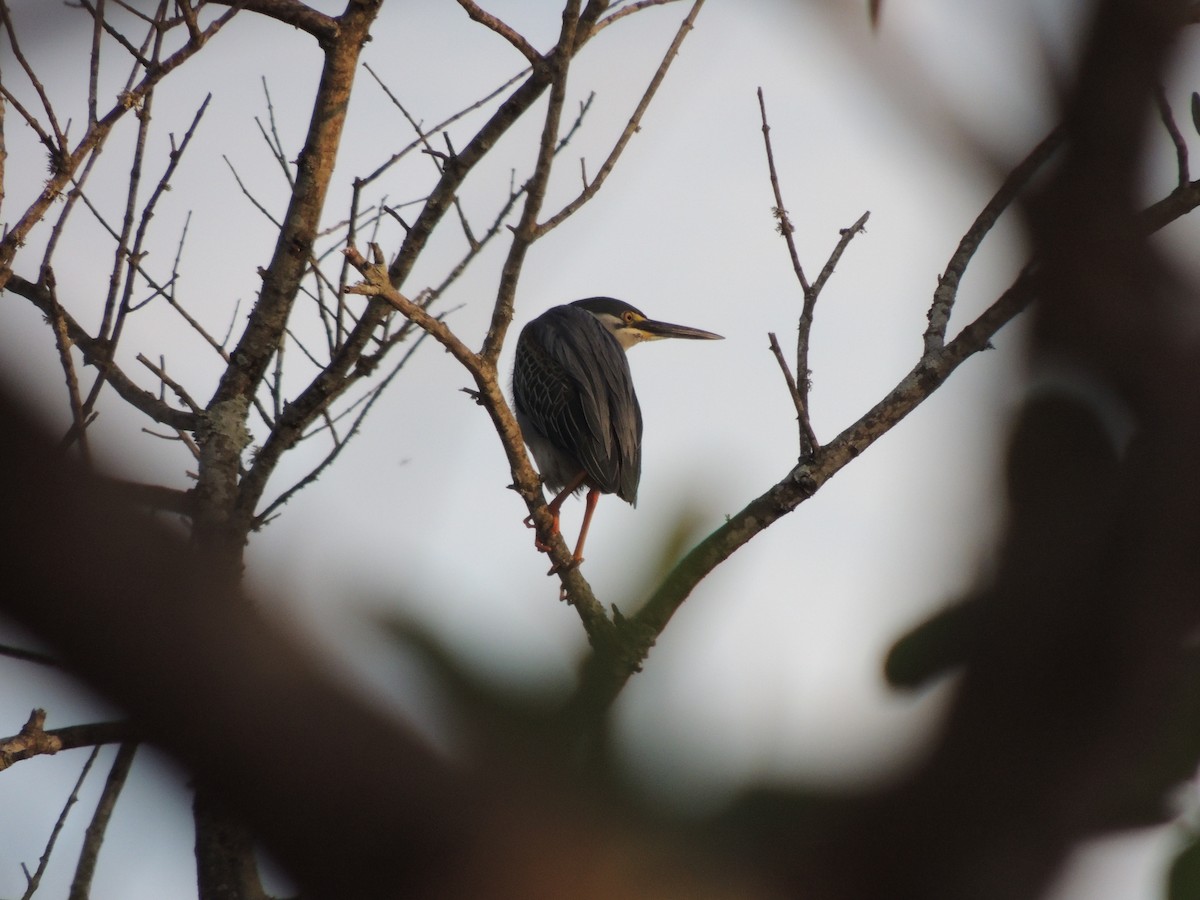 Striated Heron - ML646909920