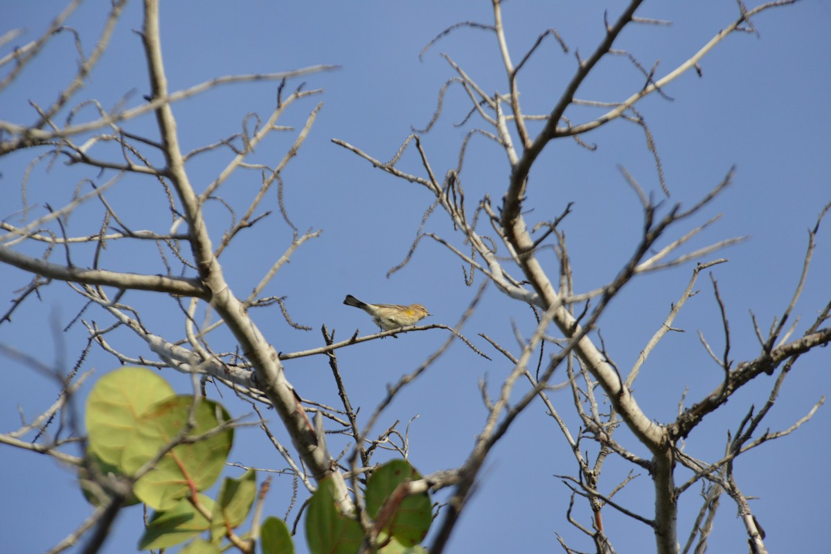 Kronenwaldsänger - ML646909923