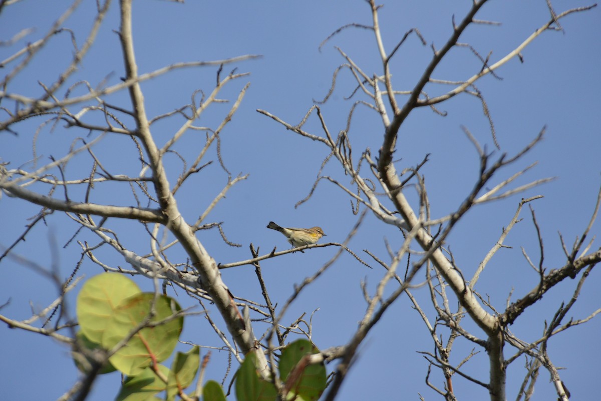 Kronenwaldsänger - ML646909927