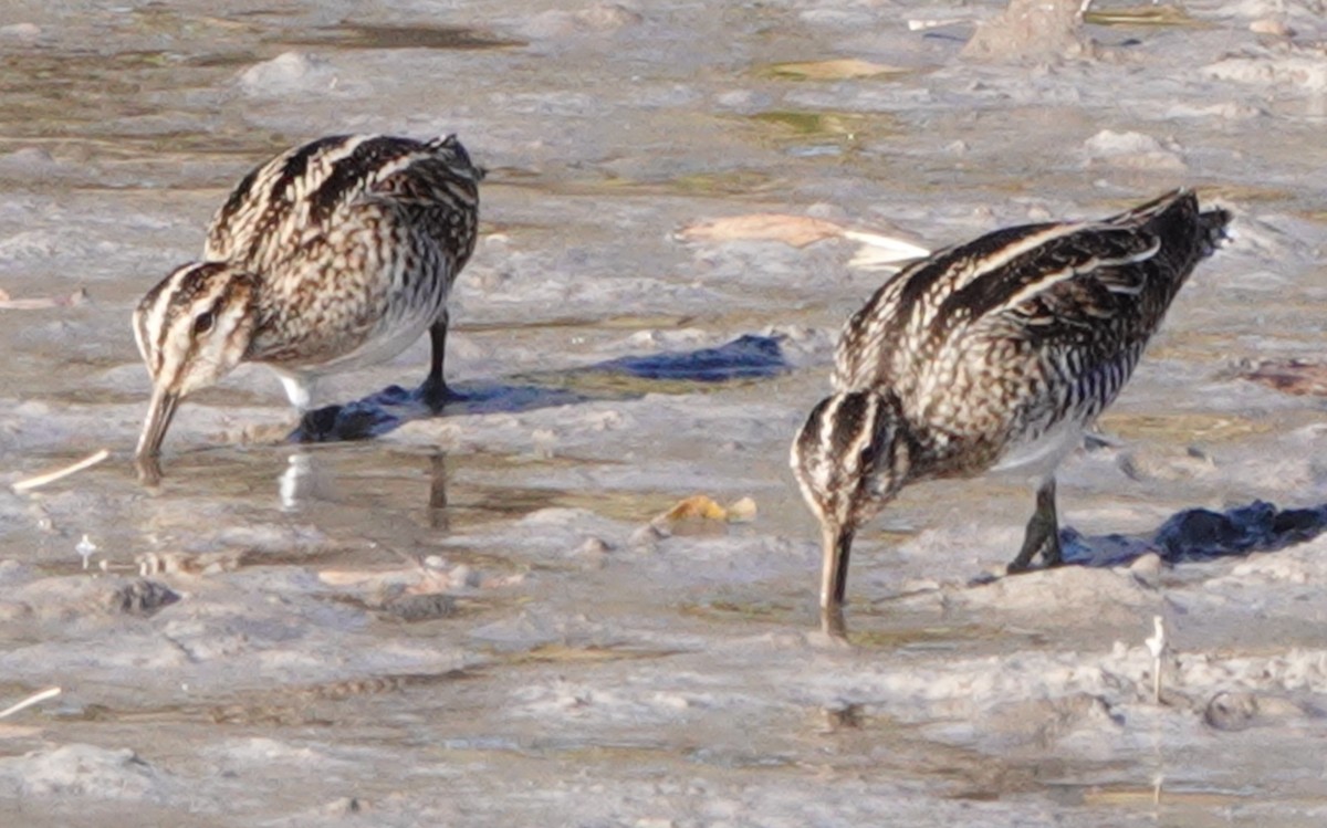 bekasina severoamerická - ML646909940