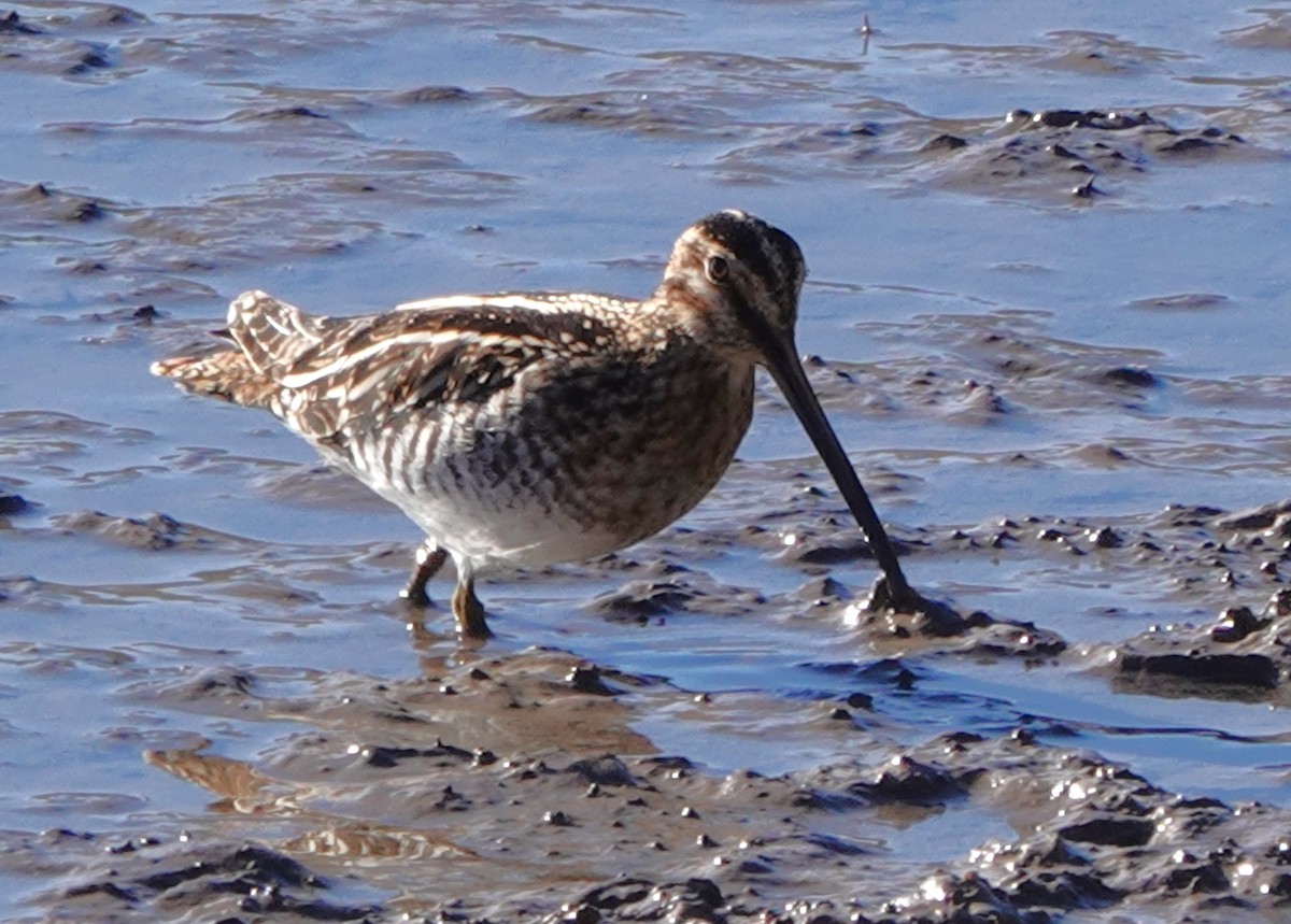 bekasina severoamerická - ML646909941