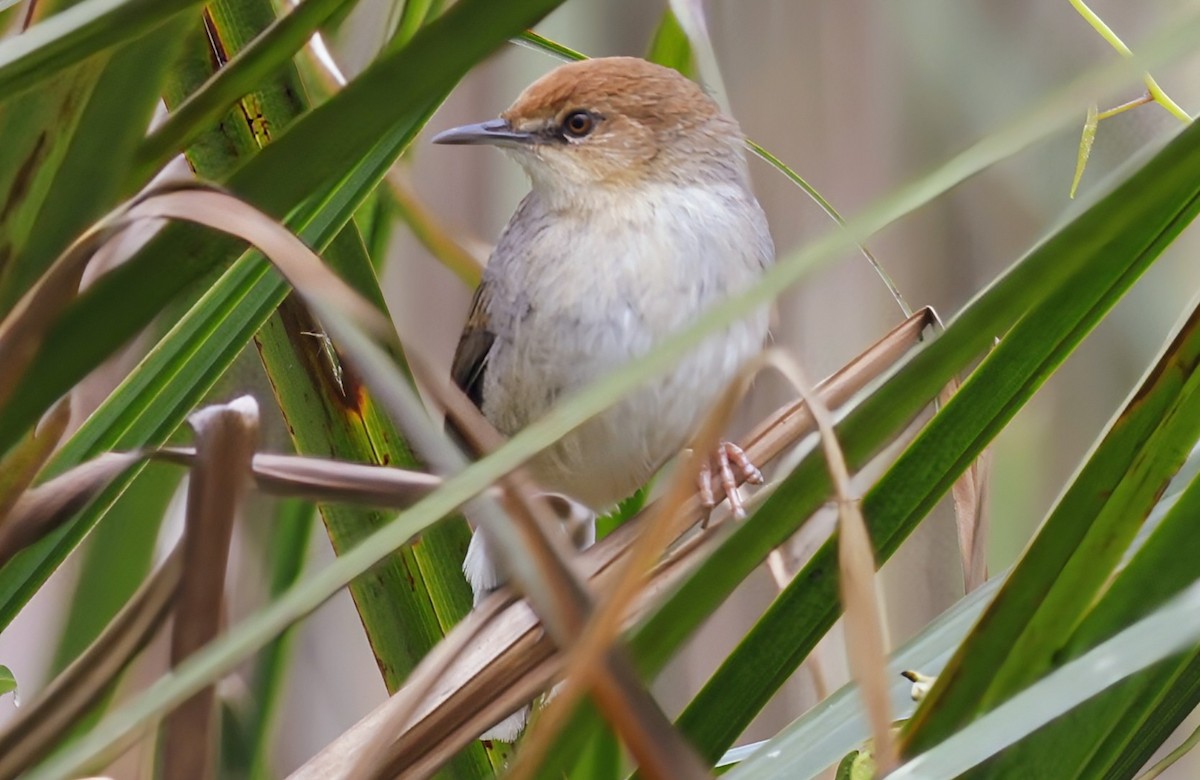 Carruthers's Cisticola - ML646909942