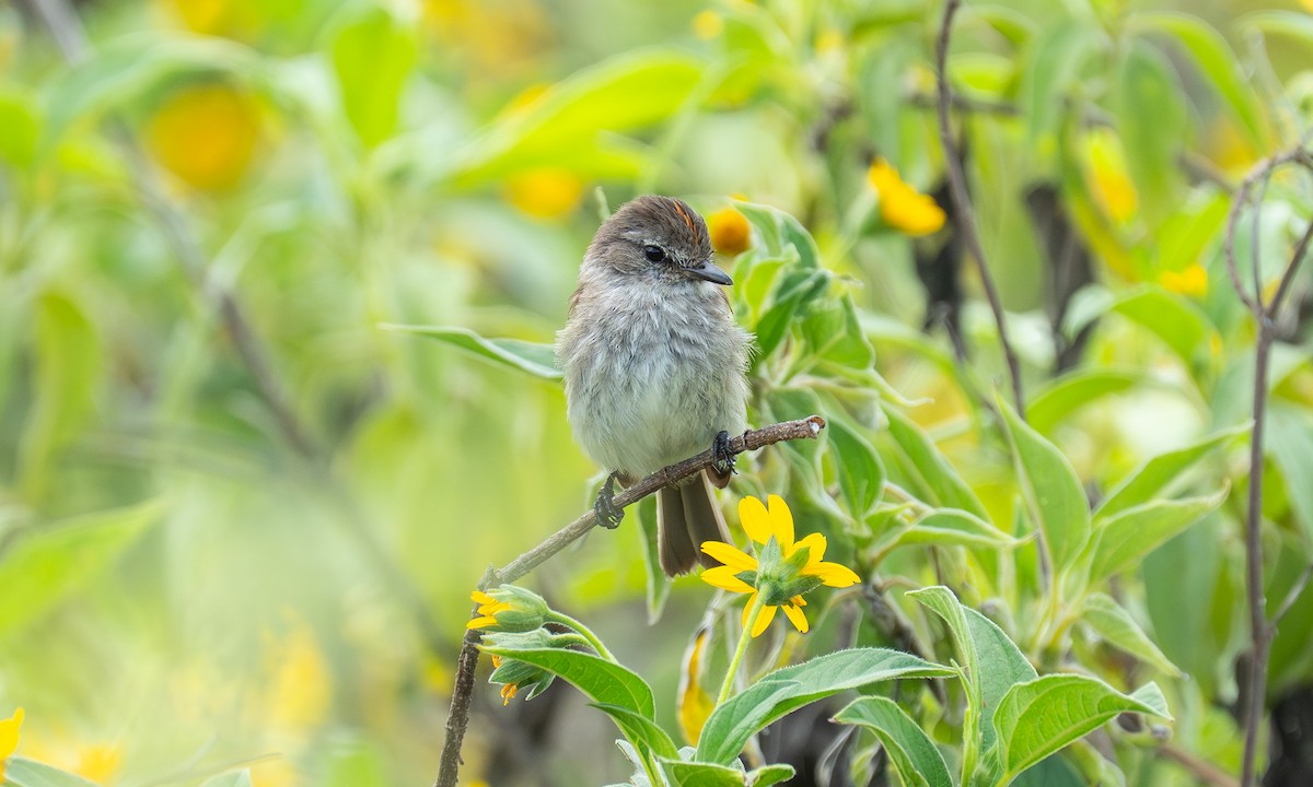 Mouse-gray Flycatcher - ML646909943