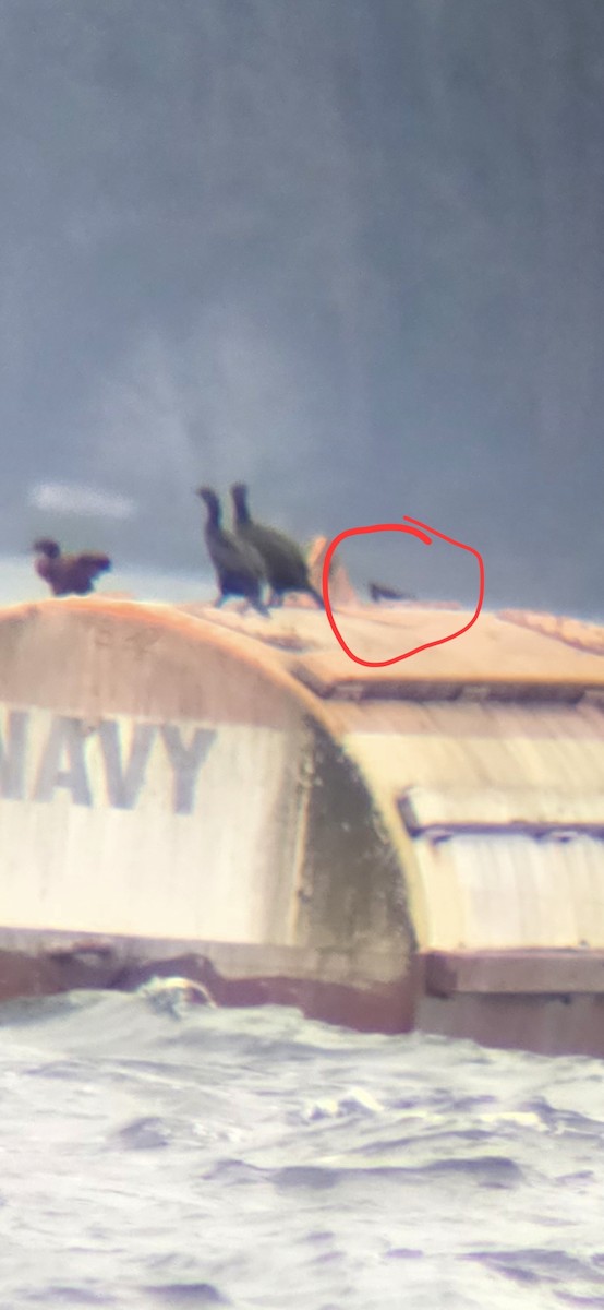 Black Turnstone - ML646909944