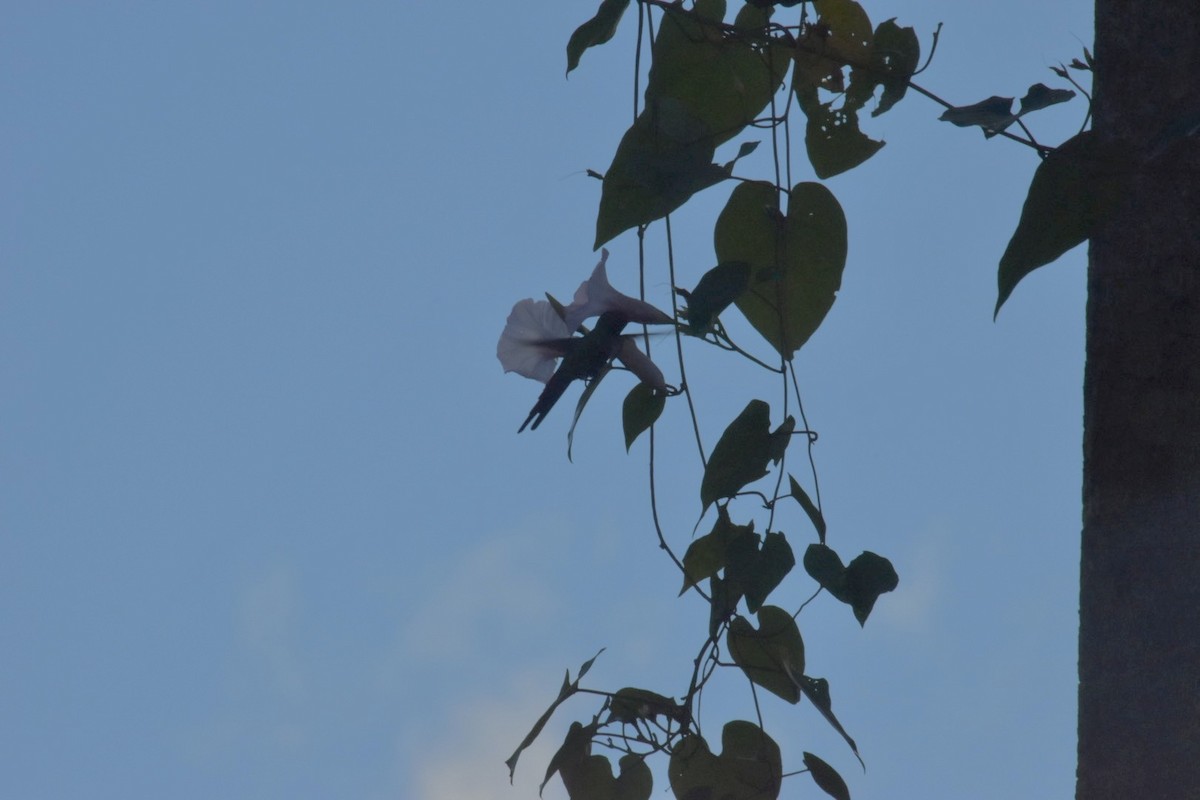 Émeraude de Cozumel - ML646909961