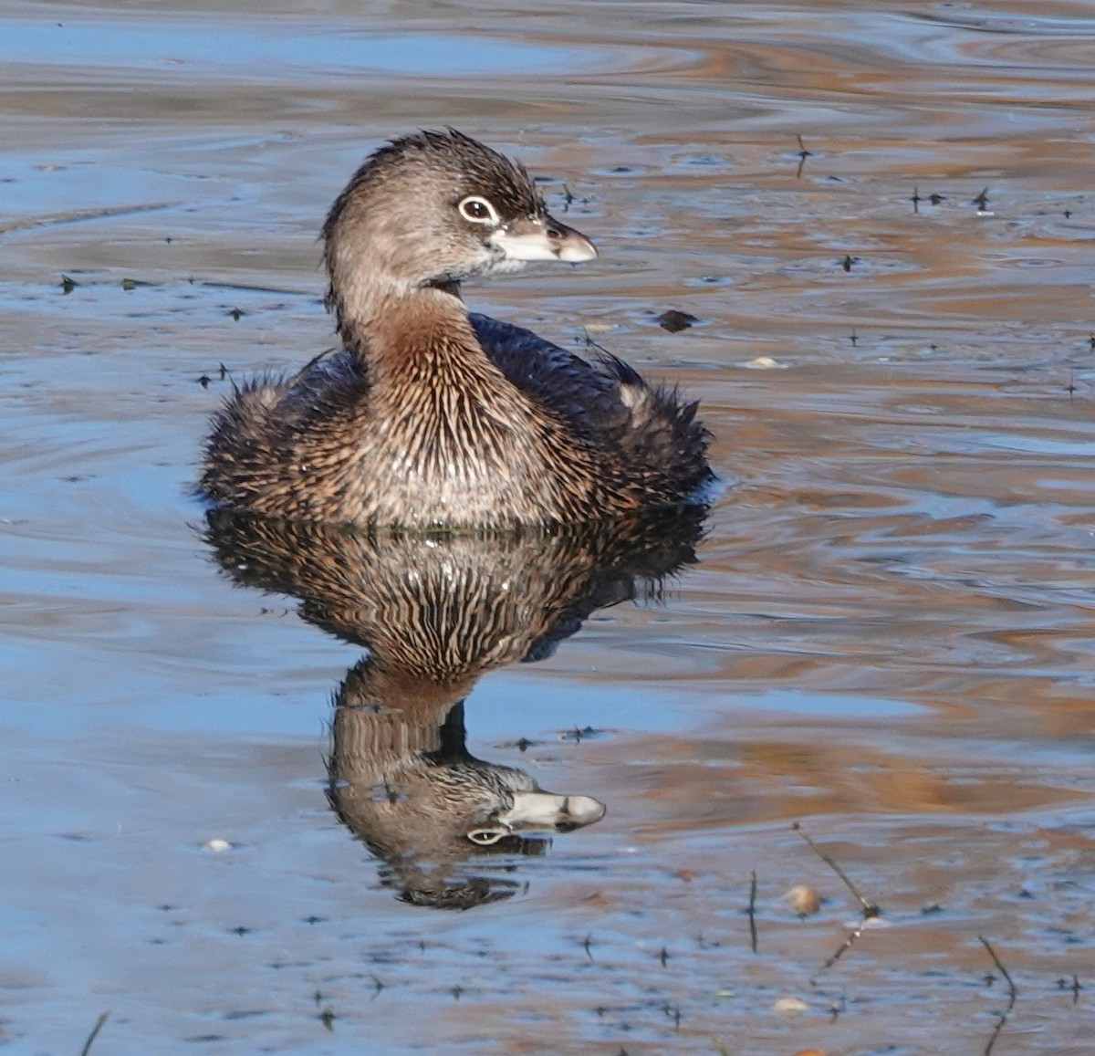 potápka americká - ML646909963