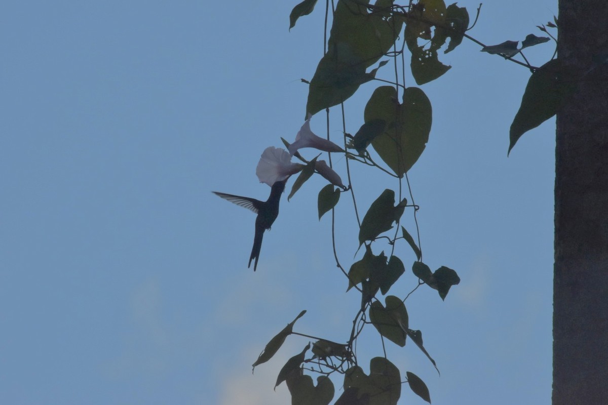 Émeraude de Cozumel - ML646909964