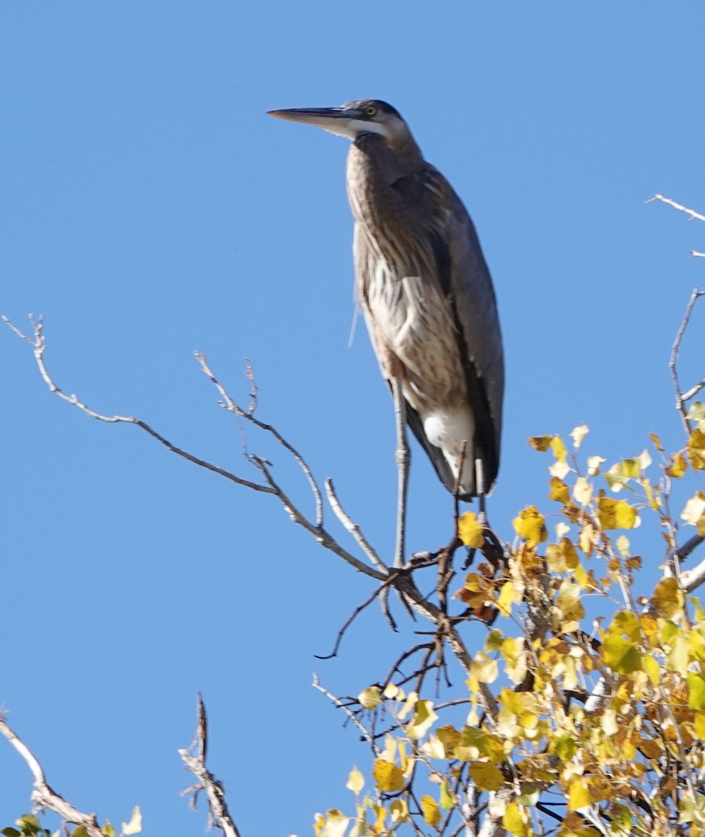 volavka velká - ML646909967